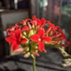 Meet your Posher, Leigh